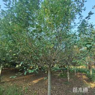 13公分八棱海棠