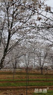 15公分高杆染井吉野樱