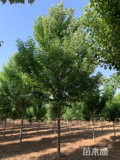 16公分美国红枫