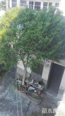 高度300厘米瓜子黄杨