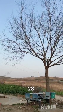 30公分朴树
