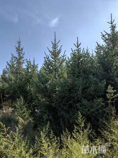 高度390厘米青海云杉