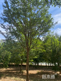 12公分流苏树
