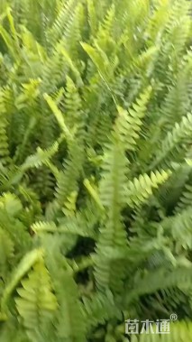 高度20厘米排骨草