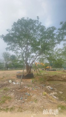 30公分造型乌桕