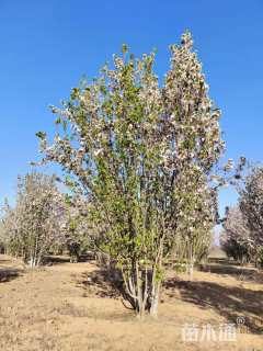 高度500厘米丛生西府海棠