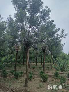 15公分国槐