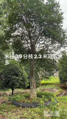 39公分嫁接紫薇