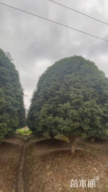 高度400厘米丛生桂花