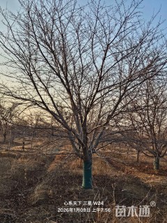 25公分染井吉野樱