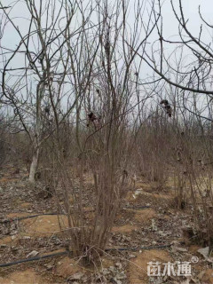 高度200厘米花石榴