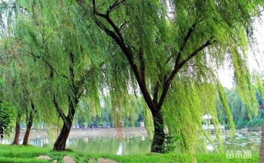 25公分西湖垂柳