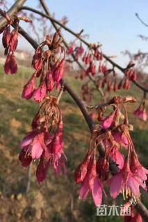 9公分中国红樱花
