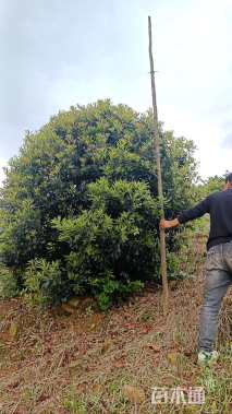 冠幅300厘米杨梅球