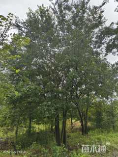 80公分(5杆)丛生朴树