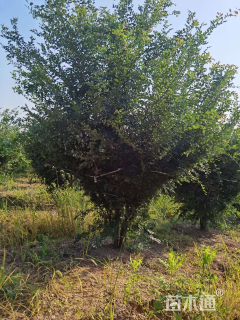 60公分丛生榔榆