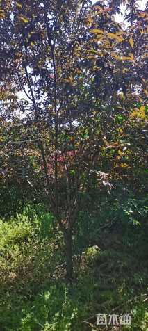 6公分白花山碧桃