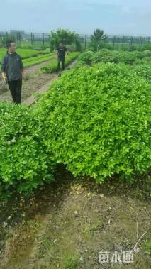 冠幅120厘米海桐球