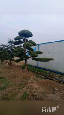 移栽苗造型罗汉松