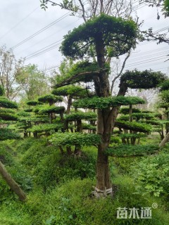11公分造型对节白蜡