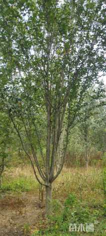 15公分西府海棠