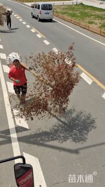 高度250厘米羽毛枫