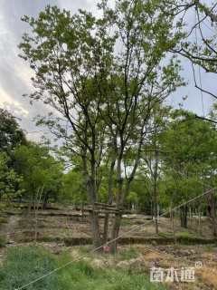 70公分(5杆)丛生乌桕