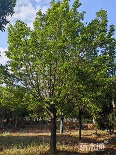 25公分乐昌含笑