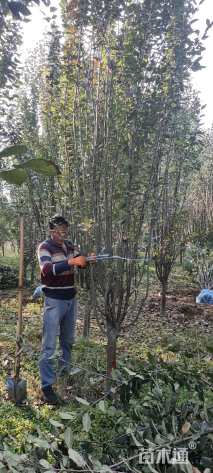 10公分西府海棠