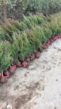 高度80厘米塔柏