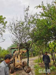 高度450厘米石榴