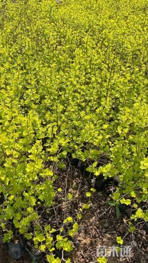 高度45厘米金叶风箱果