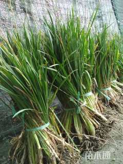 高度15厘米金边阔叶麦冬