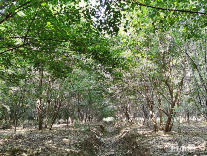 高度600厘米丛生三角枫