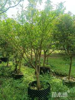 高度250厘米嘉宝果