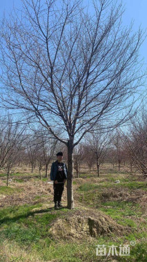 21公分高杆染井吉野樱