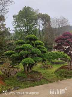 15公分造型榆树