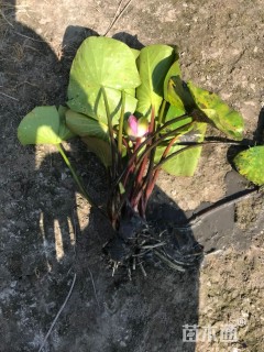 高度40厘米睡莲