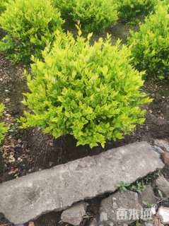 冠幅80厘米金森女贞球