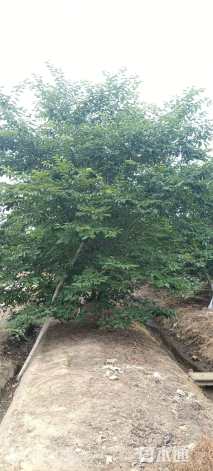 13公分染井吉野樱