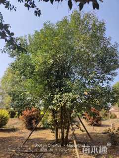 高度700厘米丛生大叶女贞