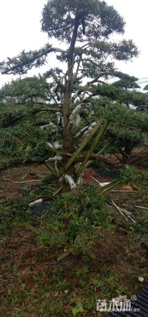 移栽苗造型罗汉松