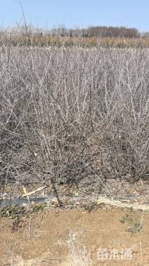 冠幅120厘米贴梗海棠球