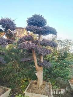 高度2366厘米红花继木