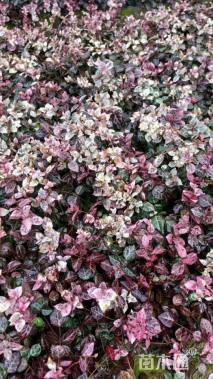 20厘米花叶络石