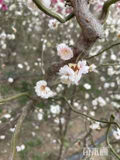 高度250厘米龙游梅