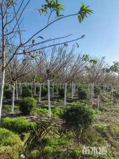 高度550厘米阳光樱