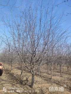 10公分绚丽海棠