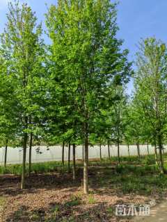 20公分美国红枫