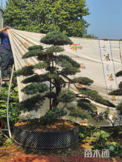 移栽苗造型罗汉松